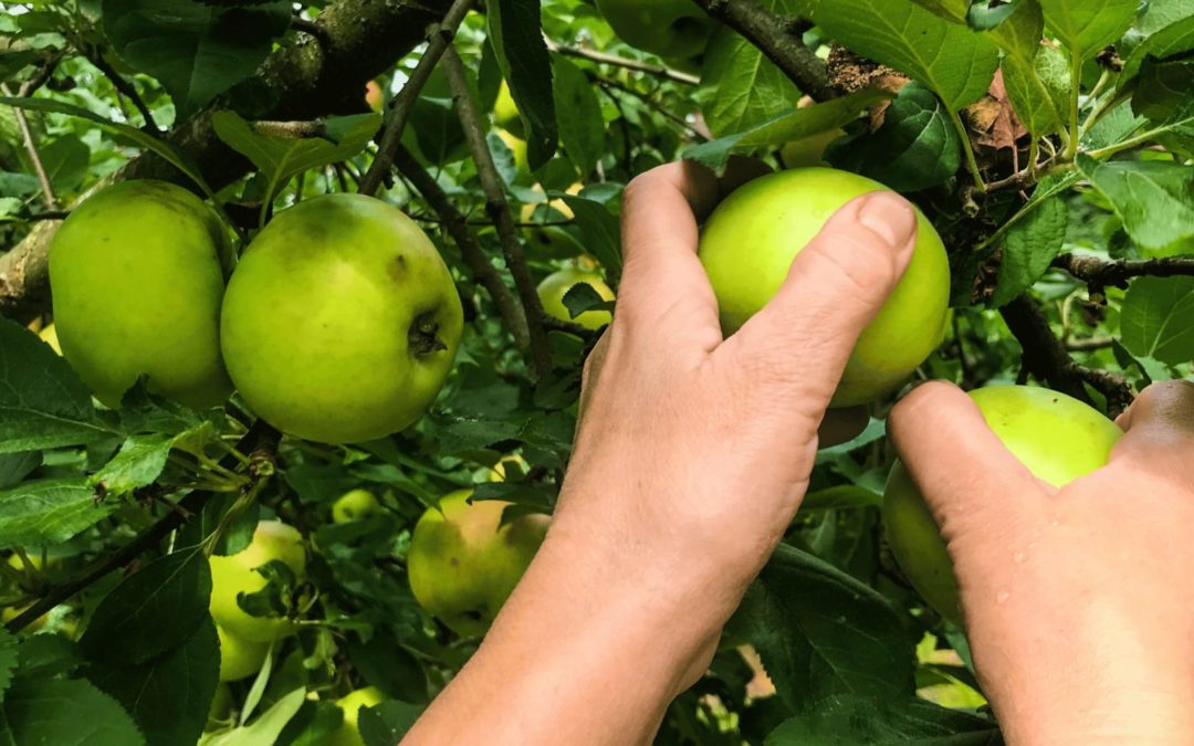 Faire Märkte Schweiz: Ernährungswende mit lokal+fair